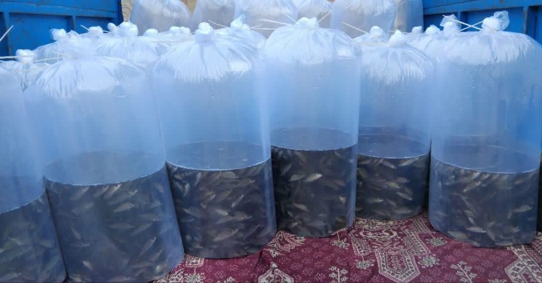 رهاسازی بچه ماهی کپور و آمور در استخر های ذخیره آب کشاورزی خوسف