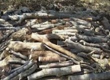 کشف یک تن و ۳۰۰ کیلو تن چوب قاچاق در زیرکوه