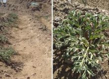 کشت گیاه آنغوزه در شهرستان فردوس