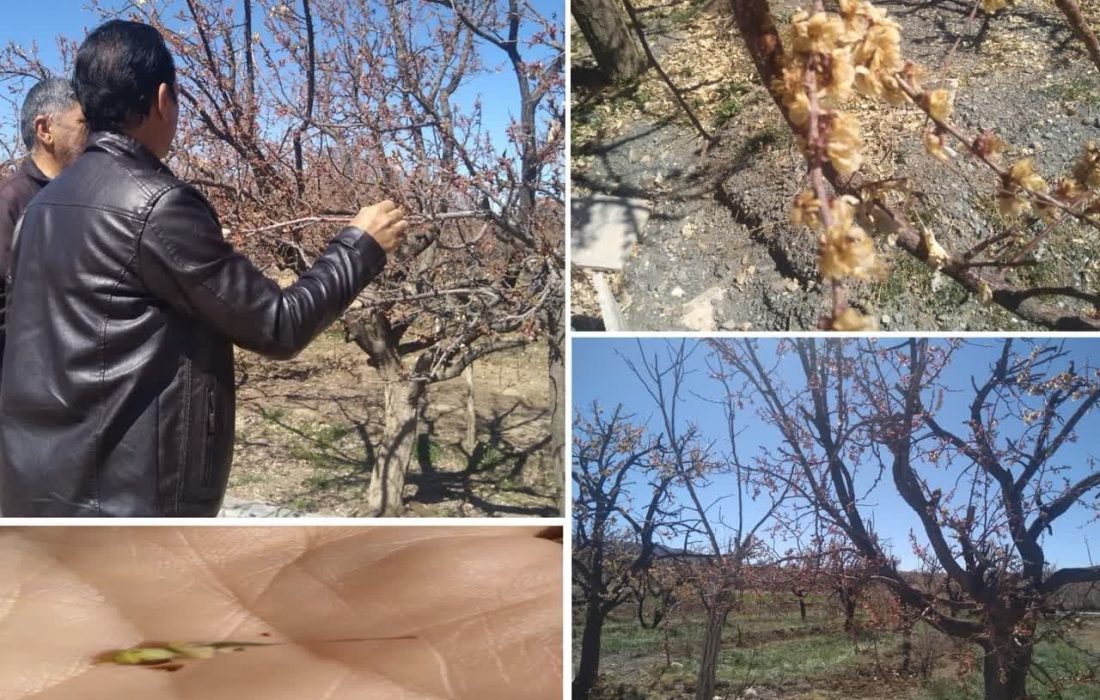 خسارت بیش از ۹۴میلیارد تومانی سرمازدگی بهاره به محصولات باغی فردوس