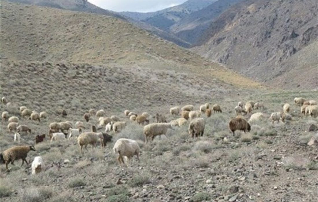 بهره مندی ۸ هزار خانوار عشایر کوچ رو بومی و غیربومی از مراتع خراسان جنوبی