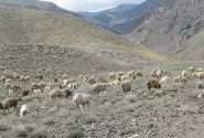 بهره مندی ۸ هزار خانوار عشایر کوچ رو بومی و غیربومی از مراتع خراسان جنوبی