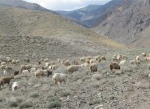 بهره مندی ۸ هزار خانوار عشایر کوچ رو بومی و غیربومی از مراتع خراسان جنوبی