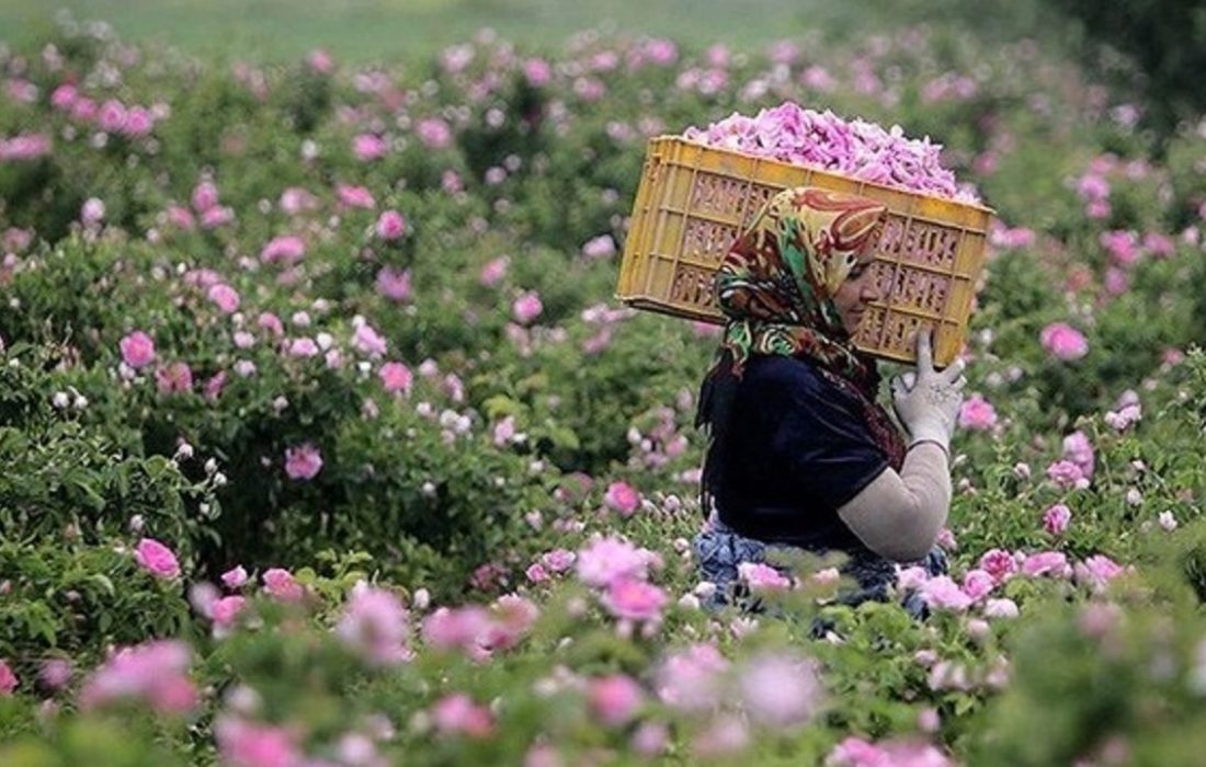 آغاز برداشت گل محمدی در خراسان جنوبی