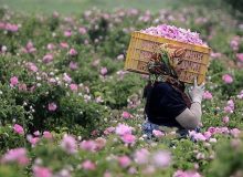 آغاز برداشت گل محمدی در خراسان جنوبی