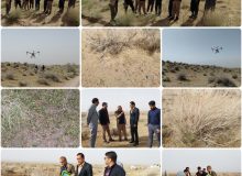 هجوم ملخ  ها به ۴۰ هزار هکتار از مراتع شهرستان زیرکوه