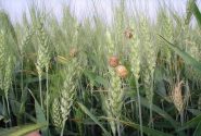 بازدید های مستمر از مزارع خراسان جنوبی برای پیشگیری از شیوع آفت سن گندم