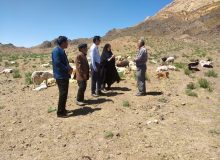 آغاز اجرای طرح همزمان سازی فَحْلی در دام عشایر خراسان جنوبی
