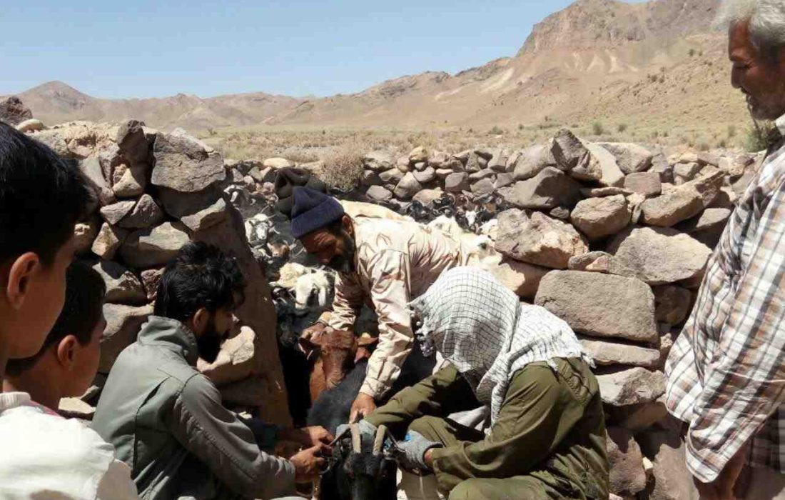 اجرای طرح واکسیناسیون طاعون نشخوارکنندگان دام سبک در خراسان جنوبی