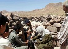 اجرای طرح واکسیناسیون طاعون نشخوارکنندگان دام سبک در خراسان جنوبی