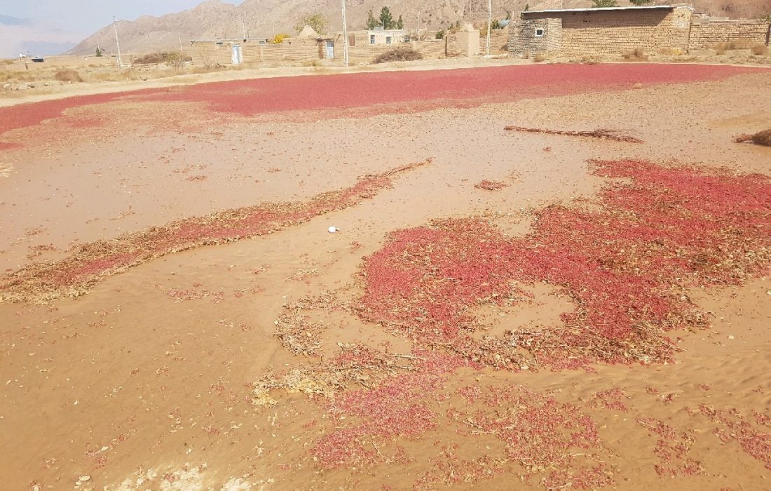 پرداخت و تهاتر ۲۰۰ میلیارد تومان غرامت بیمه محصولات کشاورزی در خراسان جنوبی