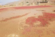 پرداخت و تهاتر ۲۰۰ میلیارد تومان غرامت بیمه محصولات کشاورزی در خراسان جنوبی