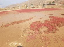 پرداخت و تهاتر ۲۰۰ میلیارد تومان غرامت بیمه محصولات کشاورزی در خراسان جنوبی