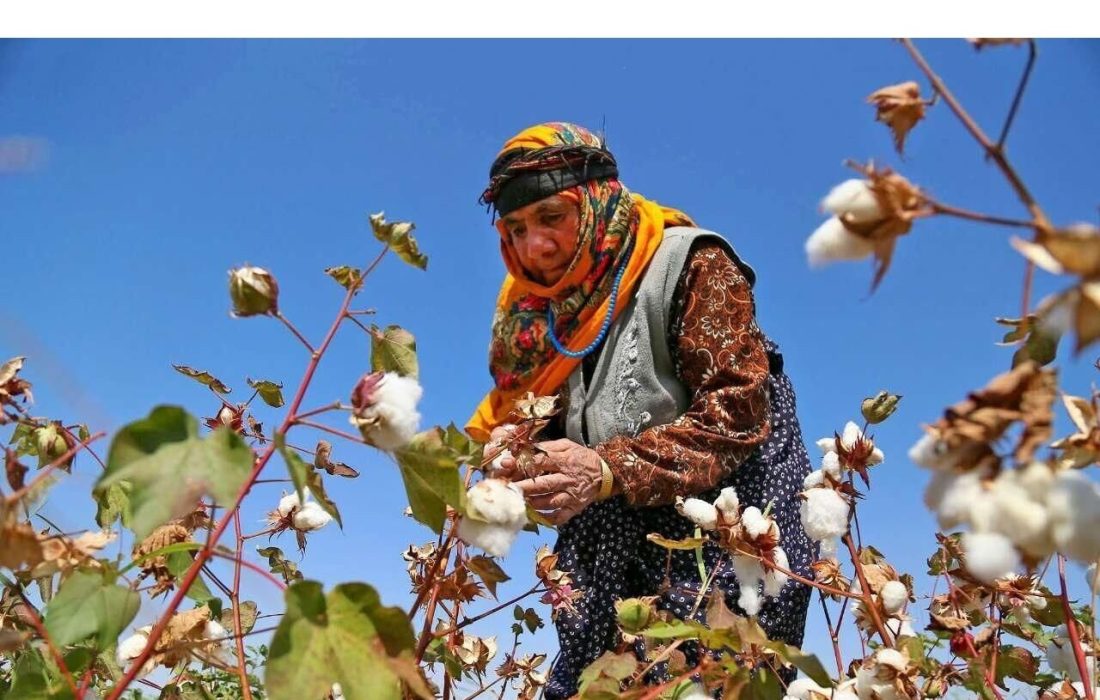 آغاز بیمه محصول پنبه در خراسان جنوبی