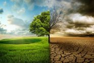 توزیع علوفه و تامین آب برای حیات وحش خراسان جنوبی