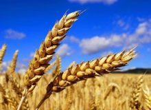 آغاز خرید تضمینی گندم در خراسان جنوبی