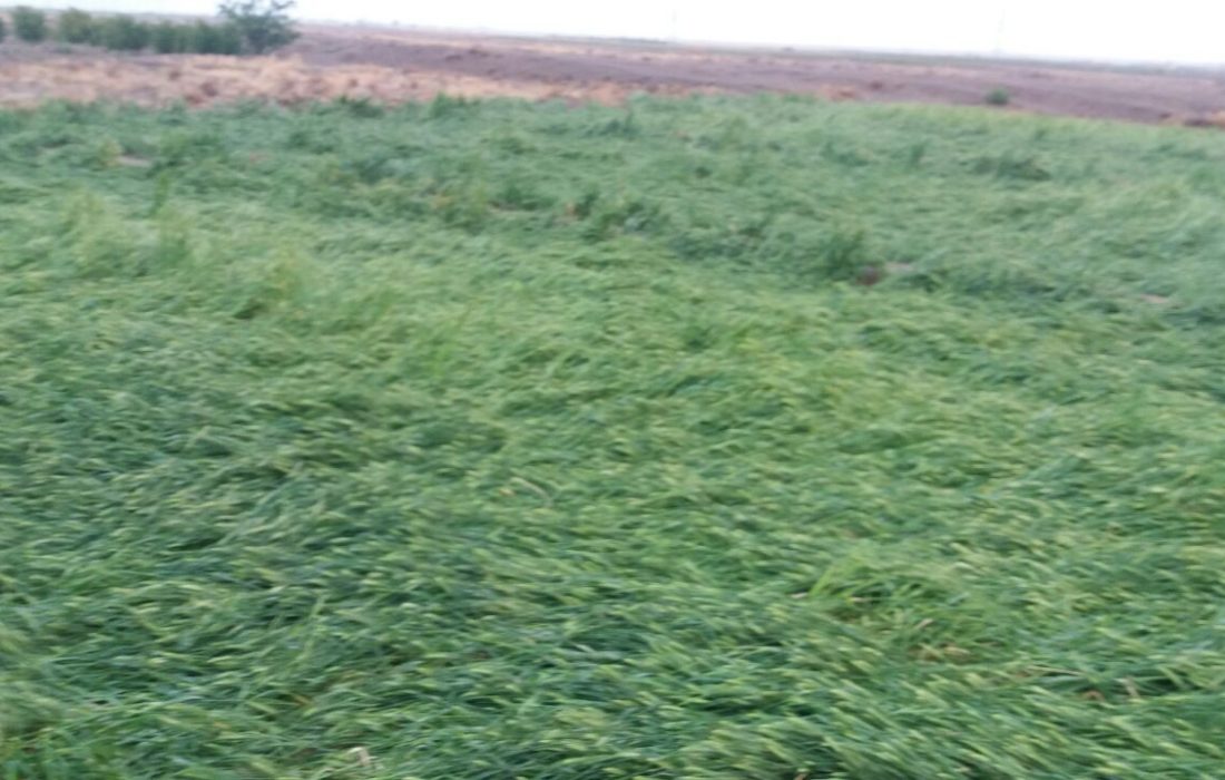بیمه بیش از ۳۸ هزار هکتار از اراضی باغی و زراعی خراسان جنوبی